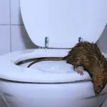 How To Keep Rats From Coming Up The Toilet