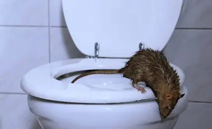 How To Keep Rats From Coming Up The Toilet