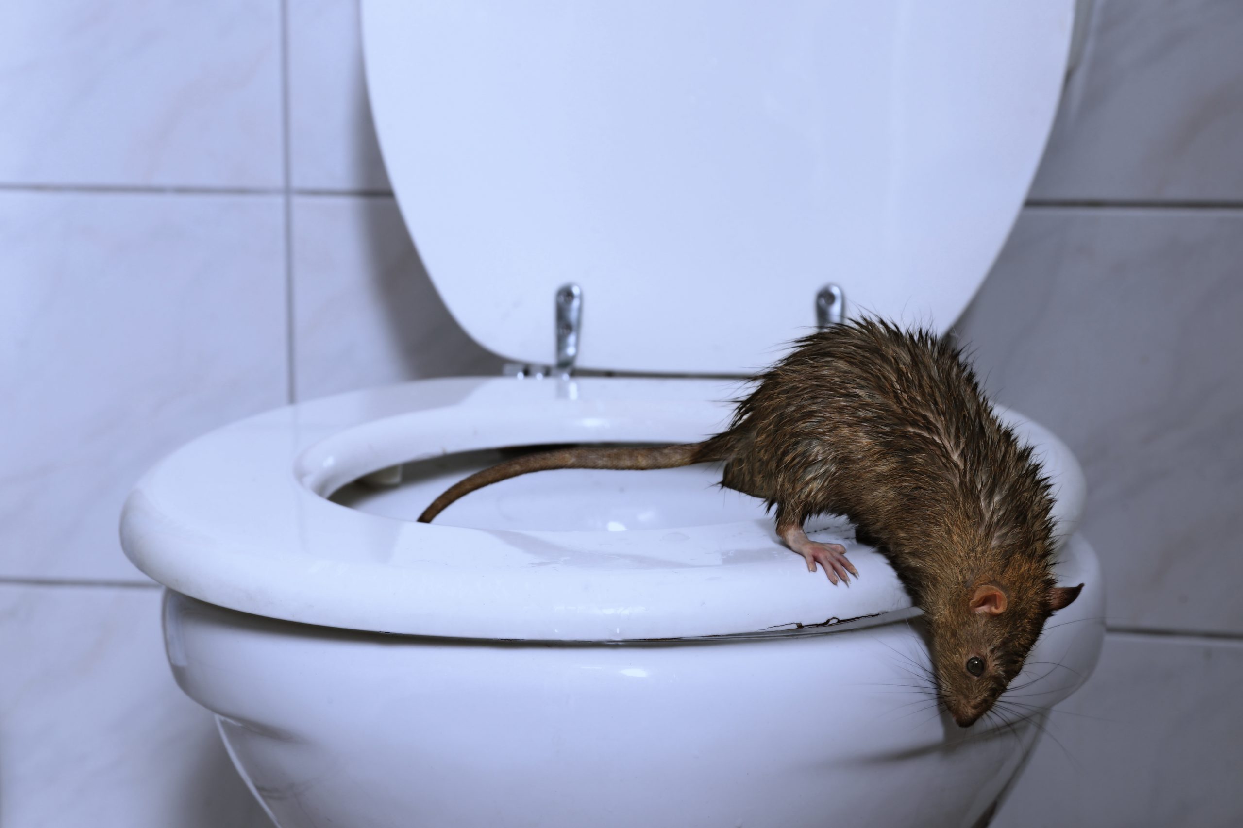 How To Keep Rats From Coming Up The Toilet