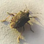 Stink Bugs Down The Toilet