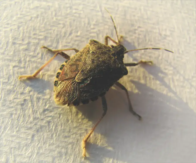 Stink Bugs Down The Toilet